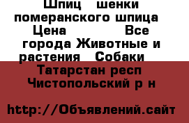 Шпиц - шенки померанского шпица › Цена ­ 20 000 - Все города Животные и растения » Собаки   . Татарстан респ.,Чистопольский р-н